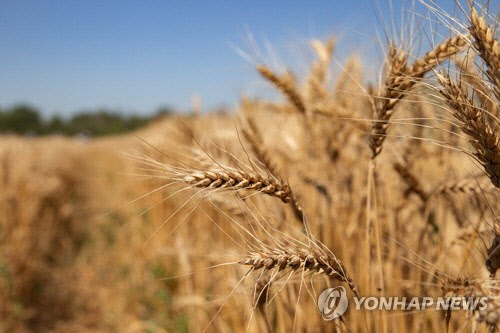 식량보호주의국이 늘어날때 밀값도 상승한다는 연구 분석 결과가 나왔다. <타스=연합뉴스>